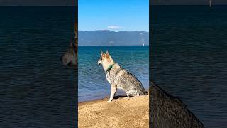 Ever watchful the guardian of the shore travel laketahoe wolfdog guarddog [upl. by Moonier]