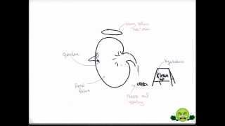 Digoxin Toxicity  Mneumonic Monster [upl. by Chelsae]