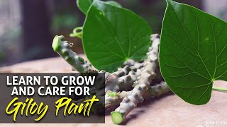 Learn To Grow And Care For Gilroy Plant  Growing Giloy at home and garden [upl. by Odla]