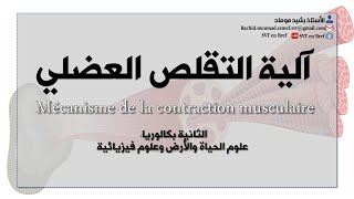 2BAC Mécanisme de la Contraction Musculaire  الثانية باك آلية التقلص العضلي [upl. by Johst567]