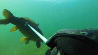 375 Spearfishing How to Catch a Carp with a Pole Spear [upl. by Ennagroeg]