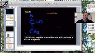 The Krebs Cycle [upl. by Kopaz]