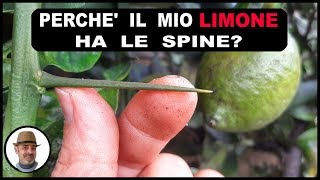 Perchè il limone ha le spine quali sono le cause [upl. by Amieva]