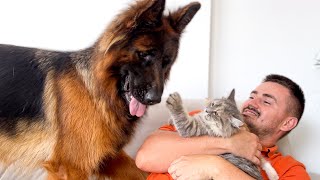 Funny Cat Protects His Human Owner from German Shepherd Try Not To Laugh [upl. by Sacks690]