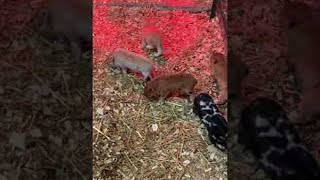 Rescued Kitty Befriends Piglets  ViralHog [upl. by Earaj]