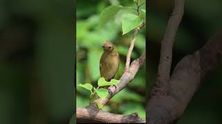 Daurian redstart taiwan kaohsiung birdwatching travel cijin 台灣 高雄 旗津 舊高字塔 黃尾鴝 [upl. by Animas]