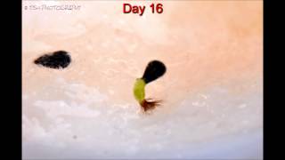 Venus Fly Trap Seed  Water Germination Time Lapse [upl. by Nedyarb]