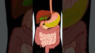 Stomach  Digestive System [upl. by Anirtak854]