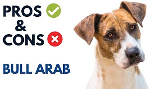 Bull Arab Dog Pros and Cons  Bull Arab Dog Advantages and Disadvantages [upl. by Annahsor]