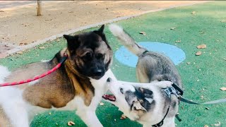 Unbelievable Dog Fight  Akitas Fierce Attack [upl. by Newberry]