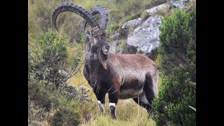 ሰሜን ብሔራዊ ፓርክ  Semien National Park Ethiopia [upl. by Hessney]