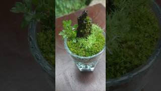 Mini landscape⛰️ in a cup☘️ 🕢easy and satisfying shorts moss indoorgarden easy terrarium [upl. by Marozas297]