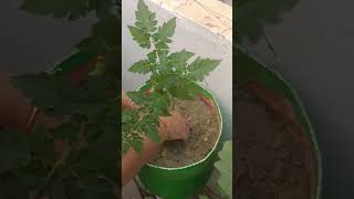 watch plantation garden viralvideo you [upl. by Kablesh161]