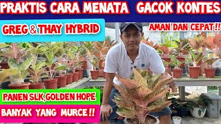 cara menata gacok kontes greg amp thay hybrid panen SLK golden hope murce harga aglonema koleksian [upl. by Wileen]