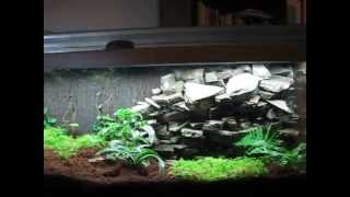 30 gallon vivarium w REAL rock drip wall [upl. by Cris]