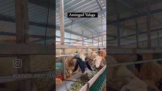 Amingad Yalaga for Bakrid 2025 bakridsheep bakre amingadtagaru amingad amingadsheepmarket [upl. by Daeriam97]