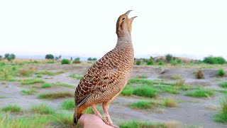 Teetar ki awaaz  Teetar voice  gray francolin teetar sound  Female teetar awaz [upl. by Nickelsen18]