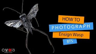 How to Photograph Dead Ensign Wasp  BTS [upl. by Ellingston]