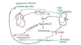 Pharmacology  CVS  Nitric Oxide amp Vasoactive Peptides Part2 [upl. by Ethelinda]