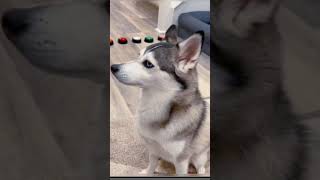 Funny dog videos “dog pet husky fyp funny foryou ” youtubeshorts  viral shorts funnycute [upl. by Nielsen]