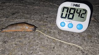 Slug Eating Spaghetti Time Lapse With Stopwatch Timer [upl. by Murtha]