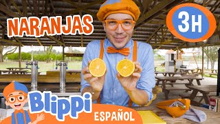 Recolectando naranjas con Blippi 🍊 Blippi Español  Videos educativos para niños  Aprende y Juega [upl. by Nerot]