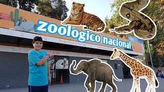 Visitando el Zoologico Metropolitano santiago de chile [upl. by Albarran]