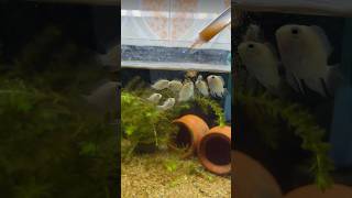 Subscribe for more updates 😇 fishtank foryou fish aquarium fypシ shortvideo bangladesh dhaka [upl. by Assirialc575]