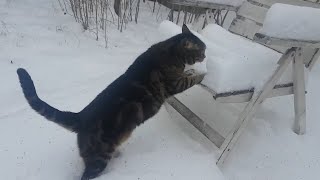 Henry the cat saw snow for the first time and heres what happened [upl. by Woods]