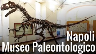 Museo paleontologico NAPOLI [upl. by Trimble]