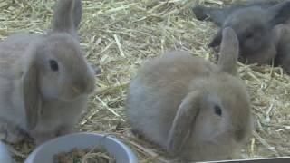 How To Take Care Of A Mini Lop Rabbit [upl. by Clara]