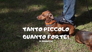 Tanto piccolo quanto Forte  Il Bassotto [upl. by Anestassia]