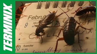 How to Get Rid of Roaches in My House [upl. by Puduns]