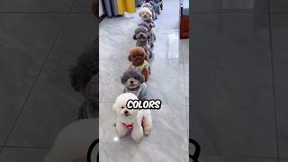 What Are the Different Colors of The Bichon Frise bichonlover shorts bichonfrise dog pets [upl. by Abas]