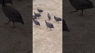 A small flock of guinea fowl [upl. by Handler]