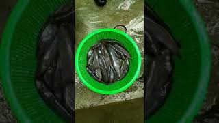 Gift Singi Fish In Biofloc Tank Singi  Fish Review  shorts fish fishing shortvideoviralfood [upl. by Arekat34]