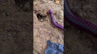 The millipede wants to go into a hole in the ground short millipede [upl. by Neel900]