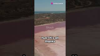 Why is Australias Lake Hillier Pink [upl. by Farris]