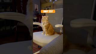 Ming testing new chair shorts orangecat gingercat catreview funnycats cutecat [upl. by Eicak975]