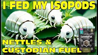 Isopods Eat Dried Nettles and Arcadia Custodian Fuel in Their Terrarium Home 4K Isopod House [upl. by Nerha784]