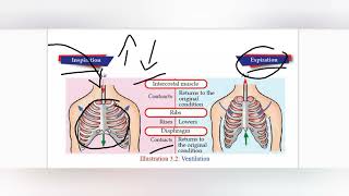 CLASS 9 CHAPTER 3 RESPIRATION AND EXCRETION PART 2 [upl. by Hilel]