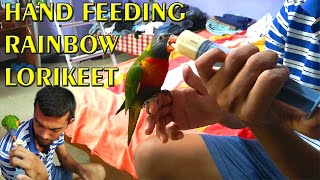 How To Hand Feed Rainbow Lorikeet  Lori Hand Feeding  Tamil [upl. by Noitsuj122]