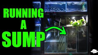 20 Aquariums with 1 Filter  Running a Sump [upl. by Kcirdorb]