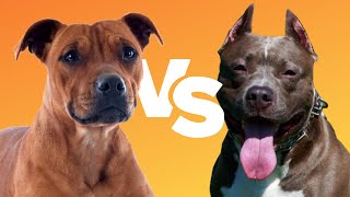 STAFFY VS PITBULL 4 Ways to Tell Them Apart [upl. by Wyatan]