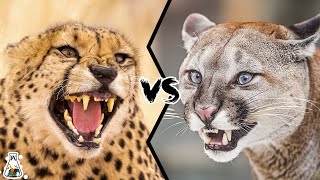 Cheetah VS Puma  Which Is The Stronger Of The Two [upl. by Graf958]