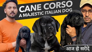 Cane Corso Breed Price in India  Indias Best Cane Corso Kennel  Appearance and Temperament [upl. by Esile862]