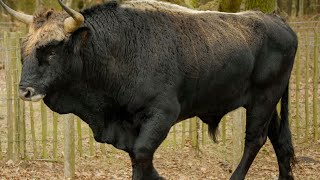 Eurasian Aurochs Sound Effects [upl. by Leyameg]