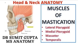 MUSCLES OF MASTICATION  Medial Pterygoid  Masseter  Temporalis [upl. by Iona792]