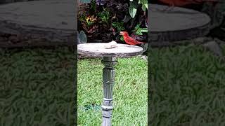 Cardenal summer tanager birds nature pajaros aves [upl. by Bibeau]