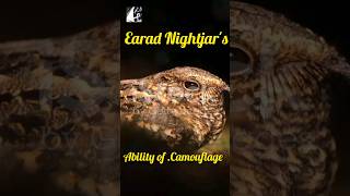 Earad Nightjars Camouflage seamlessly with woods stones pukhtanaRelaxingworldsurvivingvlogsbirds [upl. by Oinotnaocram]